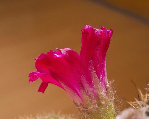 仙人球开花的神秘之处（探究仙人球开花的生命密码）