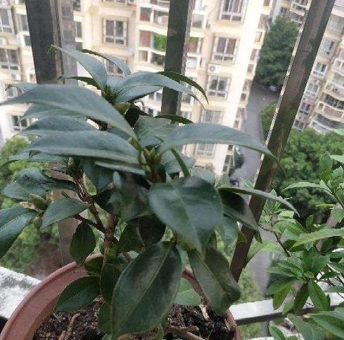 茶花掉叶子怎么补救？（8种方法让茶花重新焕发生机。）