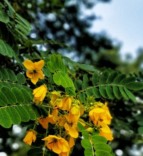 黄槐决明——家居首选的观赏植物（多肉、易养、美观实用）