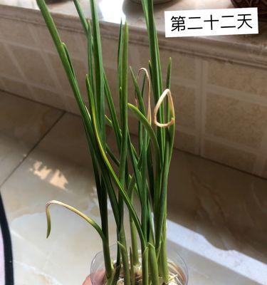 水培植物（从零开始，打造自己的水培花园）