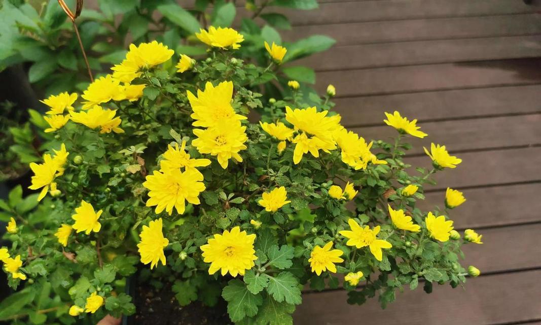 如何正确繁殖菊花？（掌握菊花繁殖方法，让您的花园更加美丽）