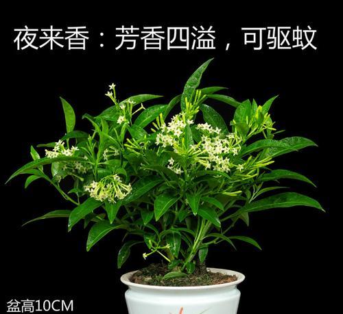 夜来香开花与结果全攻略（芬芳四溢的夜来香，让你了解开花和结果的时机）