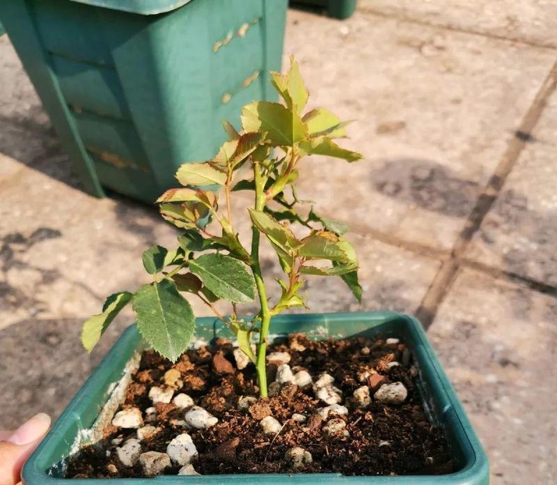 如何繁殖月季花？（掌握月季花繁殖方法和时间，让家里充满芬芳的气息）