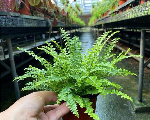 探秘神奇的蜈蚣草（一种独具医疗价值的草本植物）