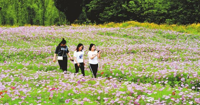 波斯菊的种植与养护（打造美丽的波斯菊花园）