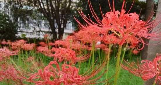 彼岸花养殖中常见的病虫害（预防与治疗，从源头做起）