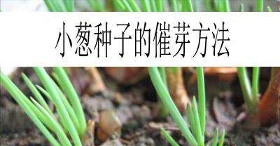 如何催芽百蕊草种子（掌握催芽技巧，让种子发芽更快）