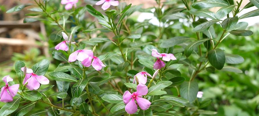 长春花的养殖技巧（一步一步学会长春花的种植和护理）