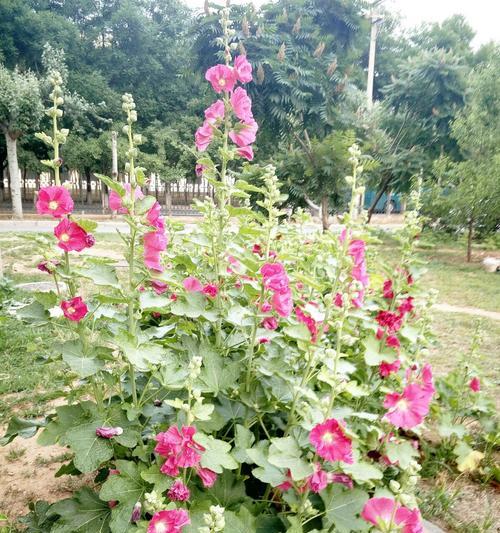 蜀葵花养护指南（打造美丽庭院的秘密，蜀葵花种植与养护）