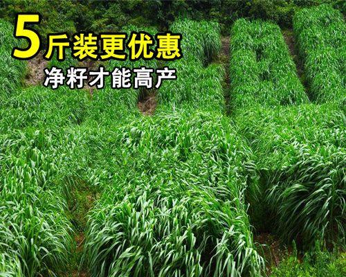 如何种植黑麦草？（时间、方法、技巧，全面解析黑麦草种植）