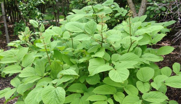 多年生草本植物的生长特点与应用（探索多年生草本植物的品种分类及保护方式）