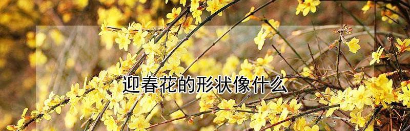 迎春花，傲立寒冬（特点解析，探秘迎春花的神秘魅力）