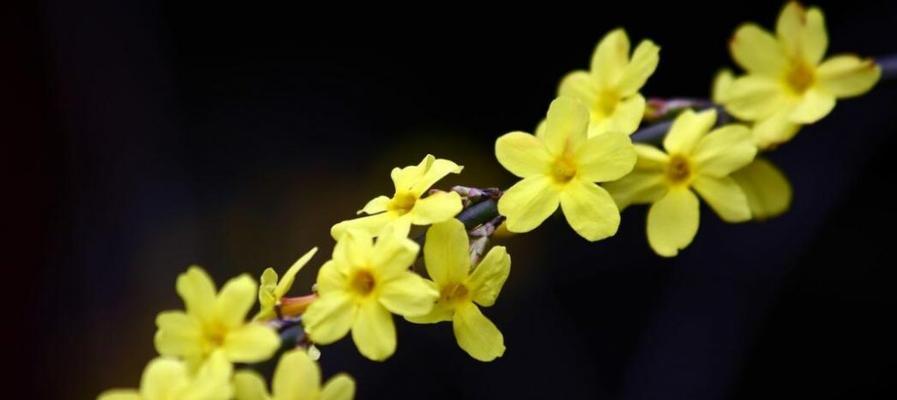 迎春花，傲立寒冬（特点解析，探秘迎春花的神秘魅力）