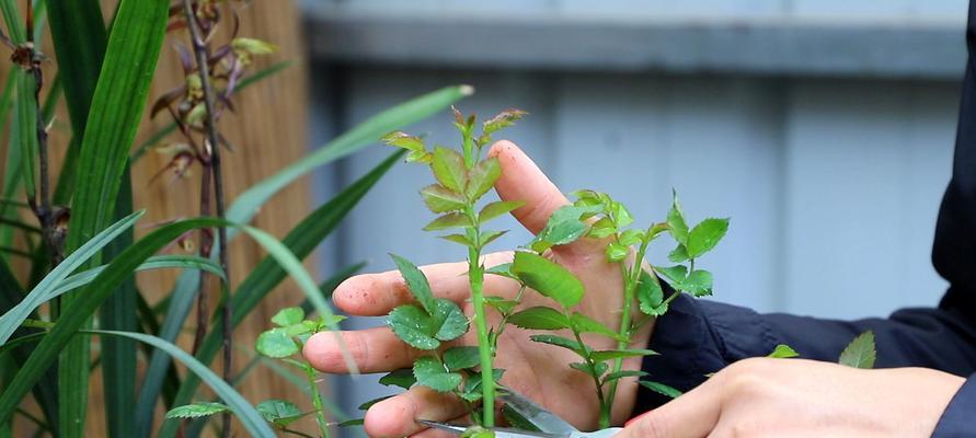 如何正确修剪月季花？（从剪枝时间到修剪方法，教你轻松掌握月季花修剪技巧！）