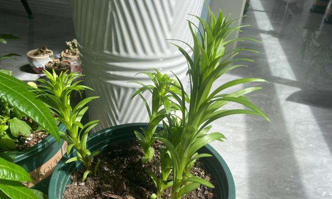 百合种球种植指南（从选购到种植，教你轻松打造花园盛景）