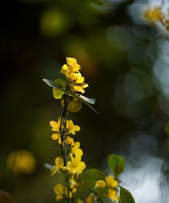 春意盎然，花开满园（探寻春季盛开的鲜花景观）