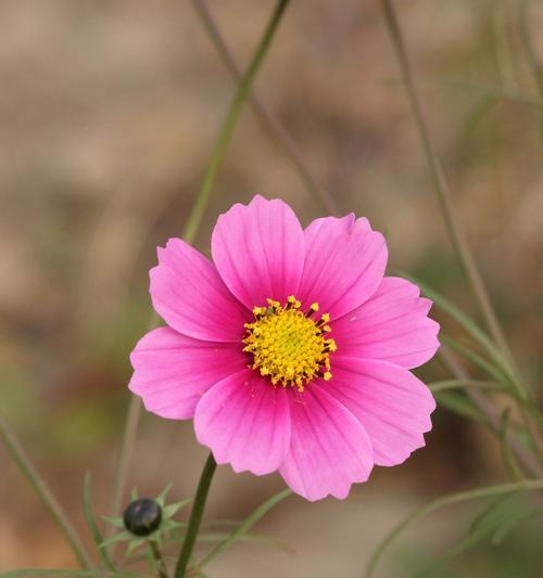 格桑花与波斯菊（了解格桑花和波斯菊的特点与区别，为您的庭院增添色彩）