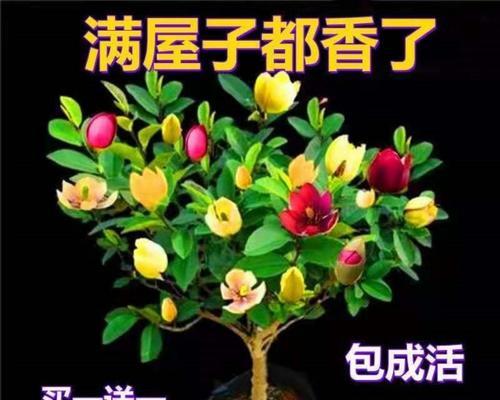 四季含笑花——容易养护的花卉之一（简单种植，满园芬芳）