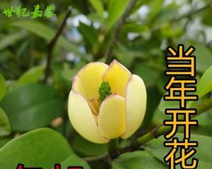 四季含笑花——容易养护的花卉之一（简单种植，满园芬芳）