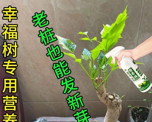 幸福树肥料的选择与管理（优质肥料助力幸福树茁壮成长）