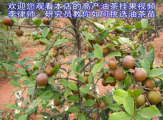 油茶种植详解（从栽培到收获，打造高效种植方式）