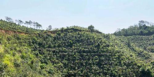 油茶种植详解（从栽培到收获，打造高效种植方式）