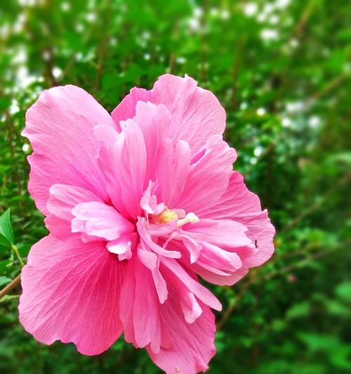 木槿花的花语（解读木槿花所传递的情感和心意）