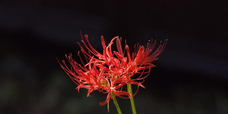 “彼岸花之花语”（探寻花海深处的隐秘语言）