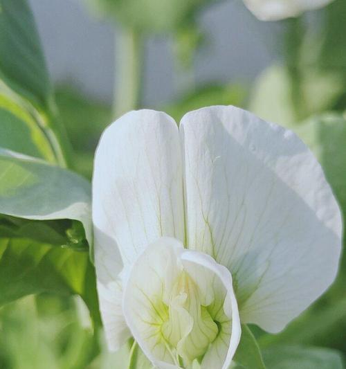 香碗豆花的花语与寓意（解读香碗豆花所代表的意义及其文化价值）