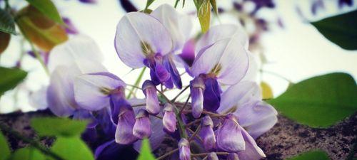 欣赏紫藤花，品味神话传说（欣赏紫藤花，品味神话传说）