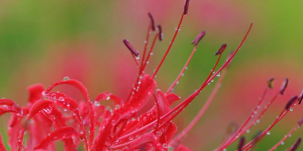 彼岸花——花园中的“夜明珠”（盛开在秋天的彼岸花，传递着不同的花语）