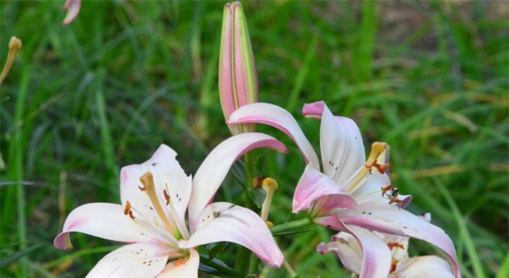 百合花的寓意与花语（解读百合花的美好寓意和令人动容的花语，让你更懂这朵温柔的花）