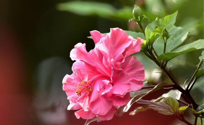 探寻朱槿花的花语（婉约与坚韧并存的花朵）