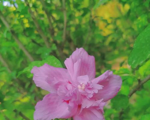 木槿花的花语和寓意（探寻木槿花背后的文化内涵）