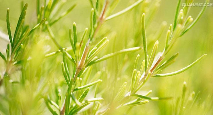 探秘迷迭香花语——阳光和记忆的象征（迷迭香的花语与含义）