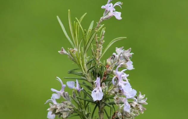 探秘迷迭香花语——阳光和记忆的象征（迷迭香的花语与含义）