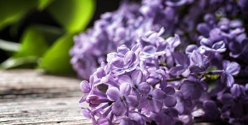 丁香花语与寓意——祝福的花朵（传递爱与美好的丁香，其花语寓意真心祝福）