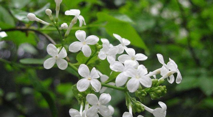 丁香花语与寓意——祝福的花朵（传递爱与美好的丁香，其花语寓意真心祝福）