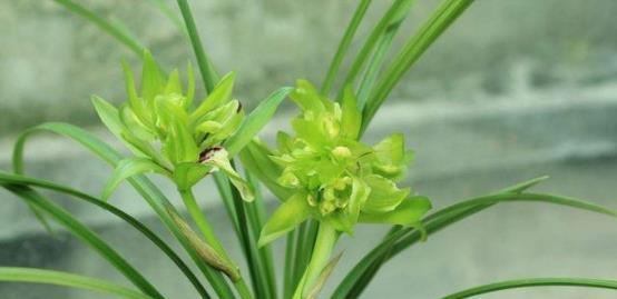 名贵兰花品种大全（探秘珍稀兰花品种，让你一次了解世界名贵兰花）