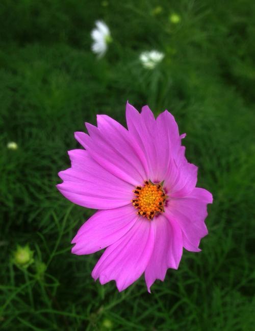 波斯菊，传递真爱与敬意的使者（探索波斯菊的花语与传说）