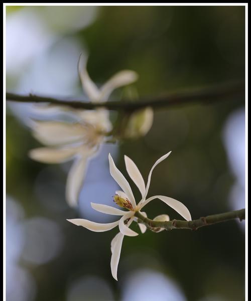 白兰花的花语与象征意义（探究白兰花的内涵与美学价值）