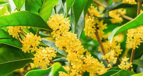 桂花花语——香气与祝福（从古至今，桂花花语中的美好祝愿）