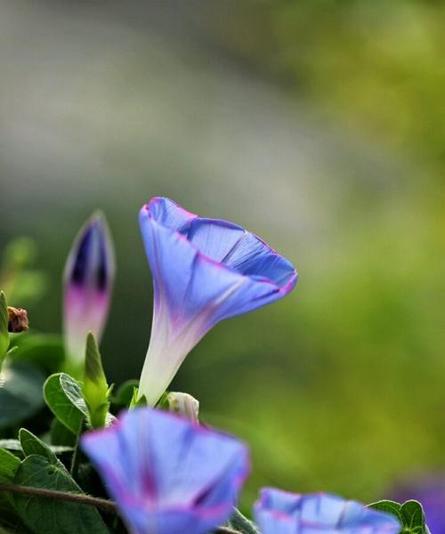 解读牵牛花的花语（探秘牵牛花的含义和象征意义）