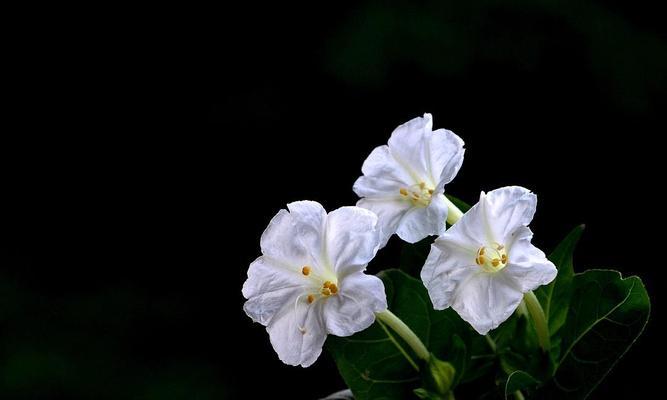 夏花花语（探寻夏天花的花语，让我们一起品味盛夏之美）