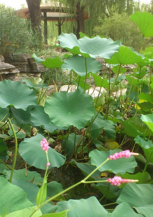 狗尾巴花的花语（探寻狗尾巴花背后的文化内涵）