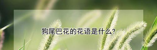 狗尾巴花的花语（探寻狗尾巴花背后的文化内涵）