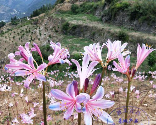 彼岸花种植全攻略（如何成功种植出美丽的彼岸花？）