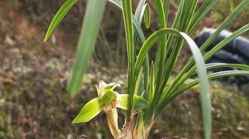 兰花养护（掌握适宜浇水的时间、量和方法，让兰花健康成长）