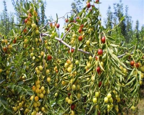 枣树的最佳种植时间（了解枣树的生长特点与栽培方法，确保高产、优质）