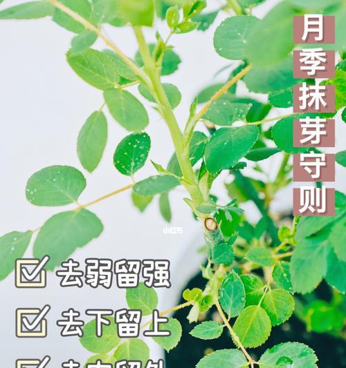 植物养护技巧大揭秘（养护植物，让生命在绿色中绽放）